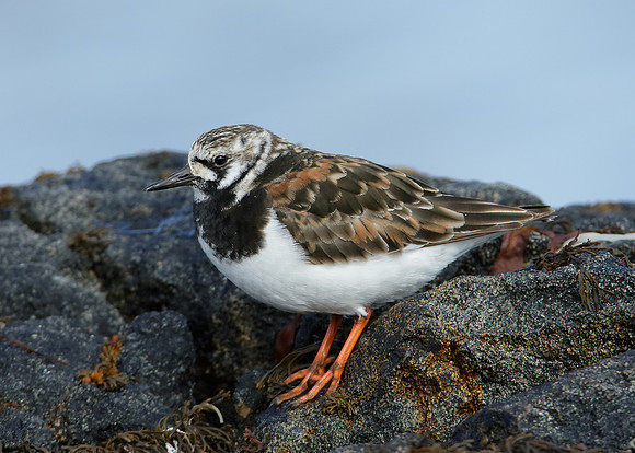 Turnstone Arenaria interpres