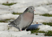 Stock Dove Columba oenas