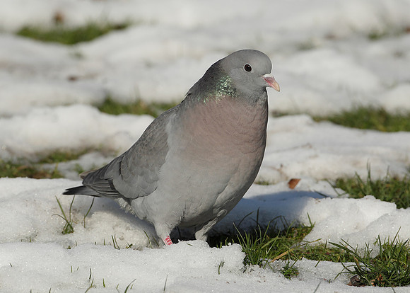 Stock Dove Columba oenas