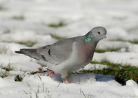 Stock Dove Columba oenas