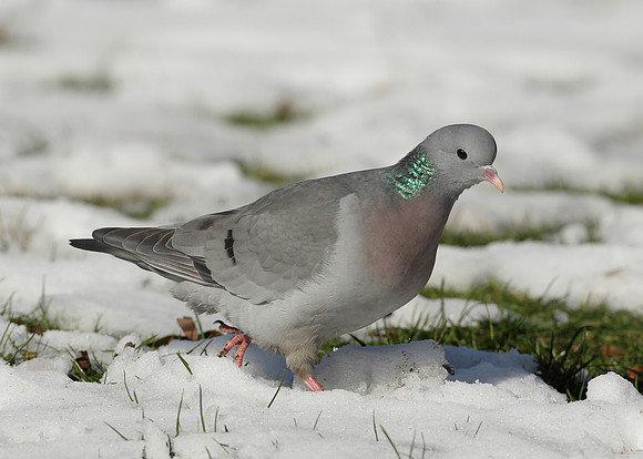 Stock Dove Columba oenas