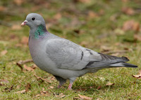 Stock Dove Columba oenas