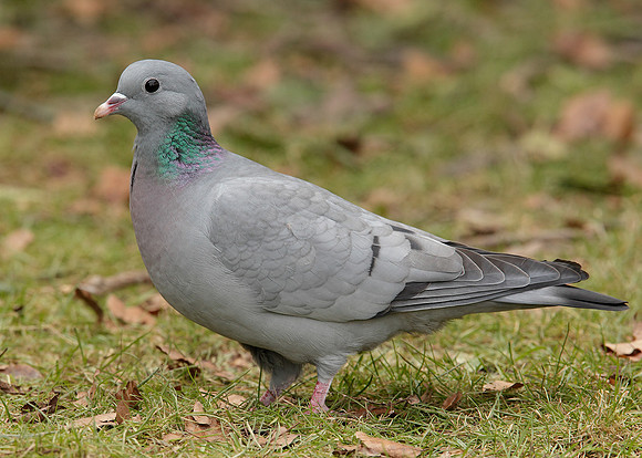 Stock Dove Columba oenas