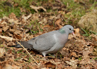 Stock Dove Columba oenas