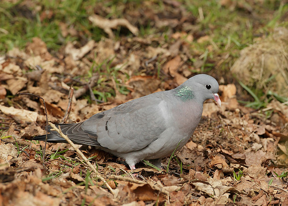 Stock Dove Columba oenas