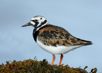 Turnstone Arenaria interpres