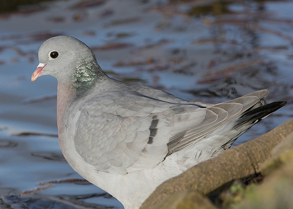 Stock Dove Columba oenas