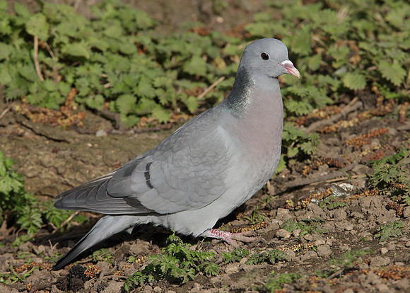 Stock Dove Columba oenas