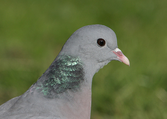 Stock Dove Columba oenas