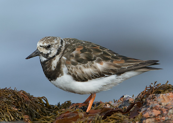 Turnstone Arenaria interpres