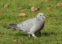 Stock Dove Columba oenas