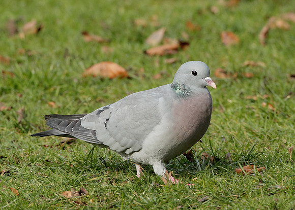 Stock Dove Columba oenas