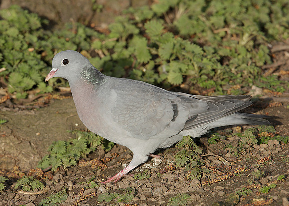 Stock Dove Columba oenas
