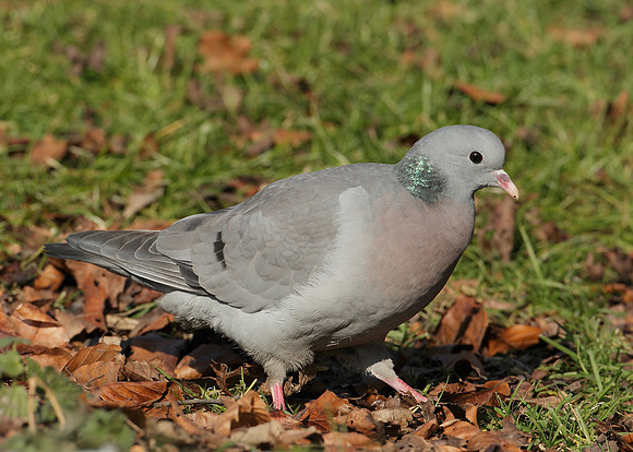Stock Dove Columba oenas