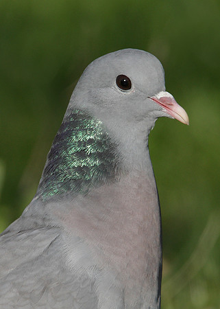 Stock Dove Columba oenas