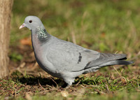Stock Dove Columba oenas