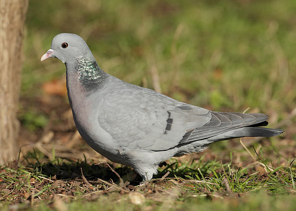 Stock Dove Columba oenas