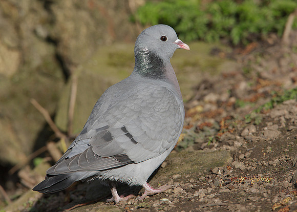 Stock Dove Columba oenas