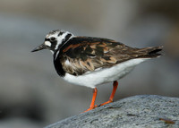 Turnstone Arenaria interpres