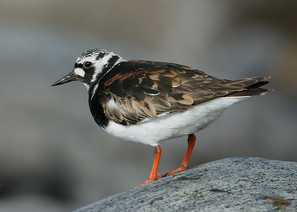 Turnstone Arenaria interpres