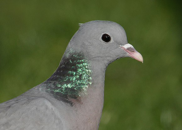 Stock Dove Columba oenas