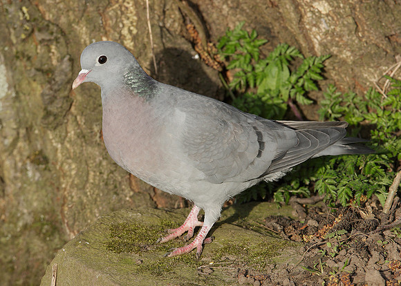Stock Dove Columba oenas