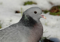 Stock Dove Columba oenas