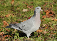 Stock Dove Columba oenas