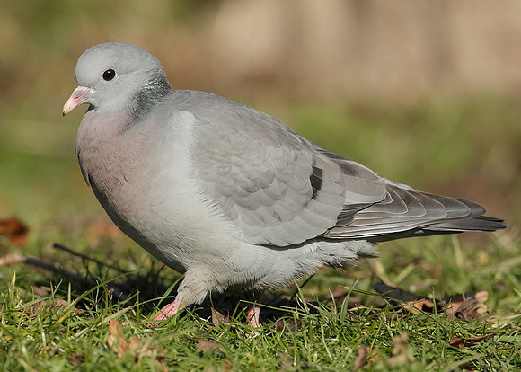 Stock Dove Columba oenas