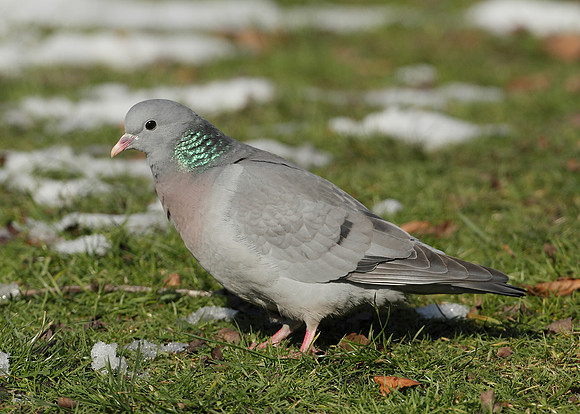 Stock Dove Columba oenas