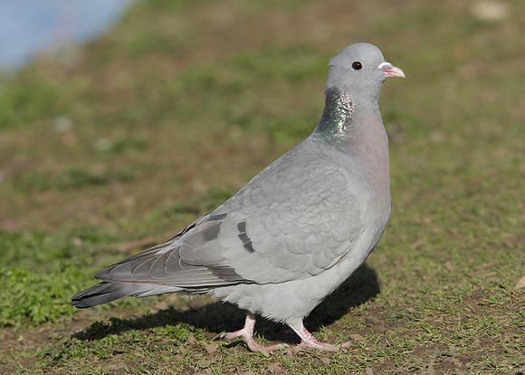 Stock Dove Columba oenas