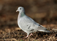Stock Dove Columba oenas