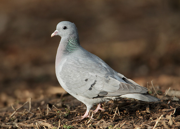 Stock Dove Columba oenas