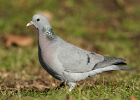 Stock Dove Columba oenas