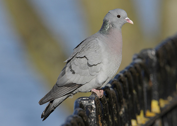 Stock Dove Columba oenas