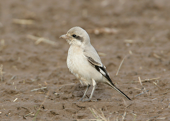 Steppe Grey Shrike Lanius meridionalis pallidirostris