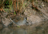 Sora Porzana carolina