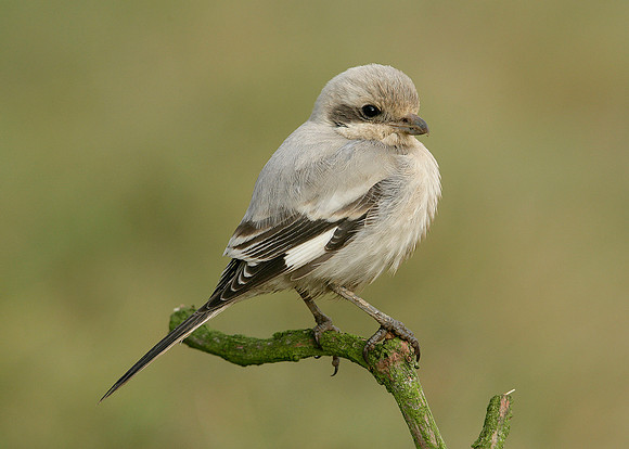 Steppe Grey Shrike Lanius meridionalis pallidirostris