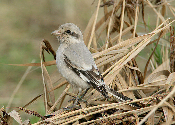 Steppe Grey Shrike Lanius meridionalis pallidirostris
