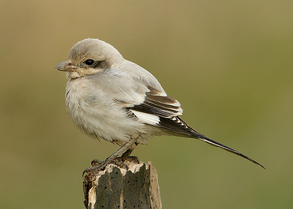 Steppe Grey Shrike Lanius meridionalis pallidirostris
