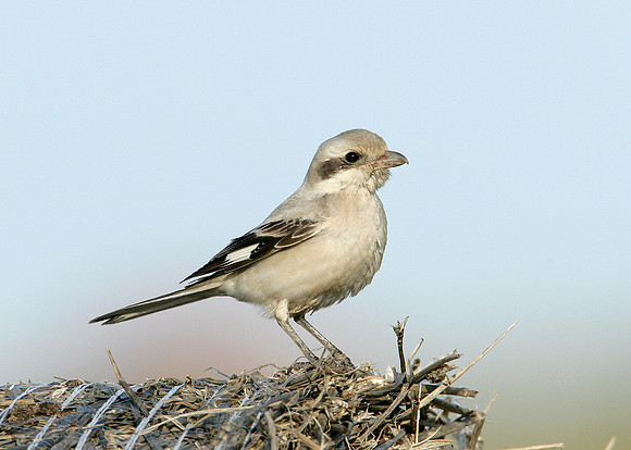 Steppe Grey Shrike Lanius meridionalis pallidirostris