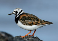 Turnstone Arenaria interpres