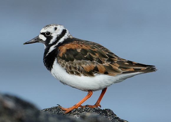 Turnstone Arenaria interpres