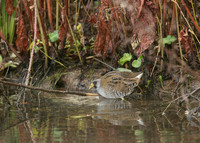 Sora Porzana carolina