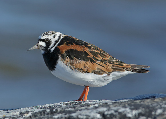 Turnstone Arenaria interpres
