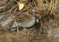 Sora Porzana carolina