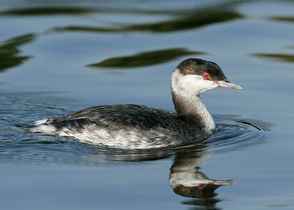 Slavonian Grebe Podiceps auritus