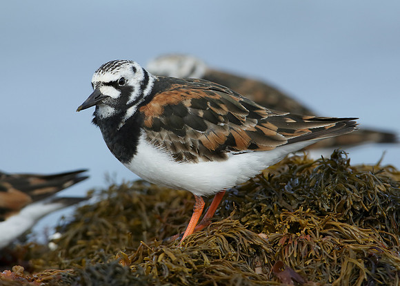 Turnstone Arenaria interpres