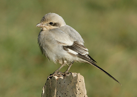 Steppe Grey Shrike Lanius meridionalis pallidirostris