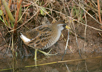 Sora Porzana carolina